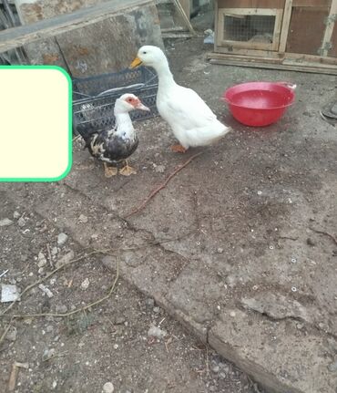 Inəklər, öküzlər: Saglam yumurtayan ordekler. Diwi lal opdekdi. Erkey qiwqiran ordek