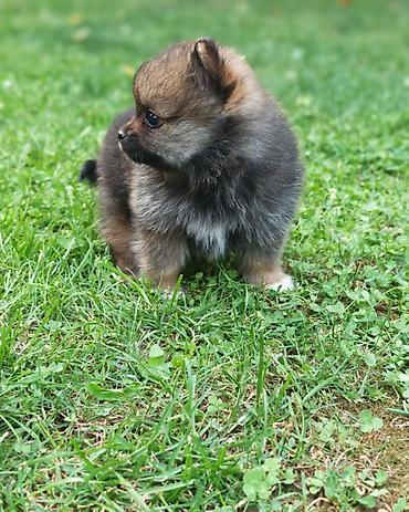 Psi: Pomeranski spic, štene prelepog krzna i izuzetno sitne građe, ženskog na lalafo.rs — 12 Psi: Pomeranski spic, štene prelepog krzna i izuzetno sitne građe, ženskog — 12