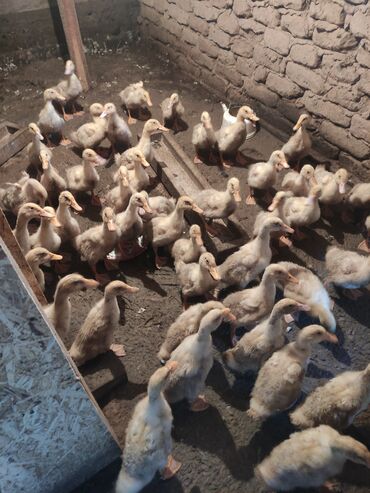 живая курица: Продаю бролерныех утят 650 сом торг уместен город Токмок