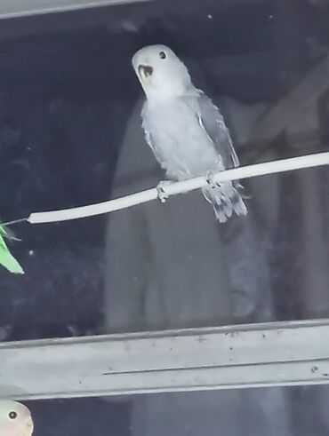 Tutuquşları: Bala veren cütler.Yuvaas bala al Tam sağlam quşlardı.Üiymət.topdan — 10