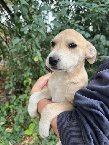 Отдам даром собаку: Собака даром: Дворняжка, 4 месяца, Самец — 9