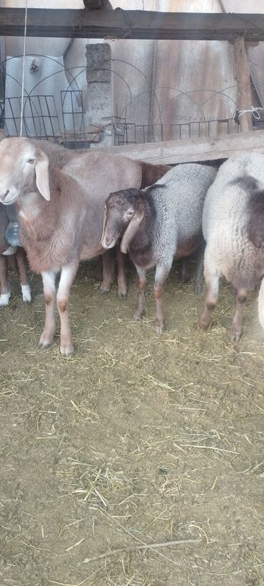 Бараны, овцы: Продаю | Баран (самец) | Полукровка | Осеменитель — 9