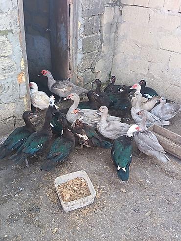 südlük inək cinsləri: Erkək, | Lal ördək, Damazlıq, Ünvandan götürmə — 1