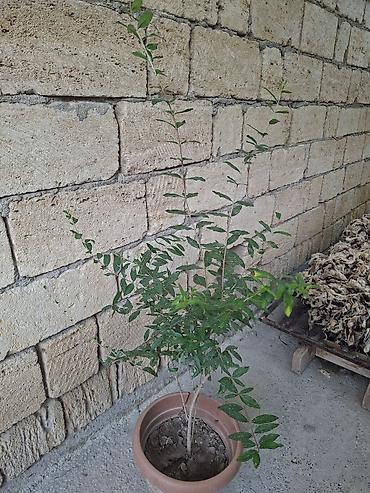 xoruz otu bitkisi: Qabda nar tingi (Punica granatum) Gülövşə nardır. Al qırmızı iri — 4