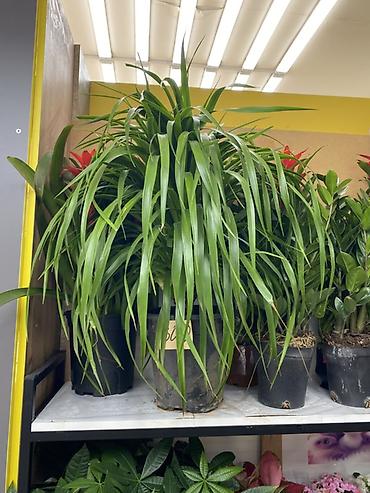 Комнатное растение «Панданус» (Pandanus, винтовая пальма) в at lalafo.kg Комнатное растение «Панданус» (Pandanus, винтовая пальма) в