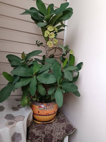 семена павлония: Продам Euphorbia milii (малочай красивейший) в красивом керамическом