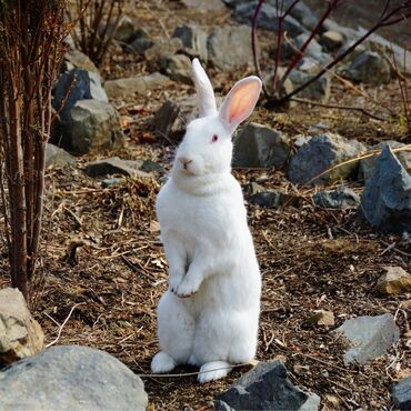 купить кроликов в бишкеке: Продаю | Крольчиха (самка), Кролик самец | Для разведения