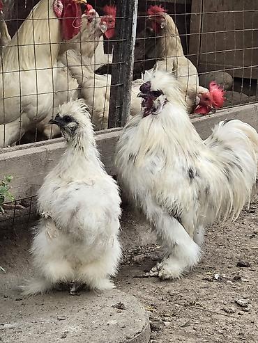 Продаются пара китайских (шелковых ) взрослые, окрас долматинец