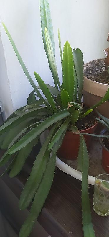 Другие комнатные растения: Продаю домашнии цветы адаптированные уже,пополнение фото каждый день — 9