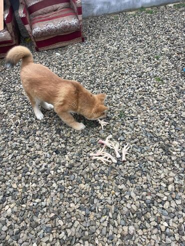 İtlər: Akita-inu, 3 ay, Erkek, Pulsuz çatdırılma — 2