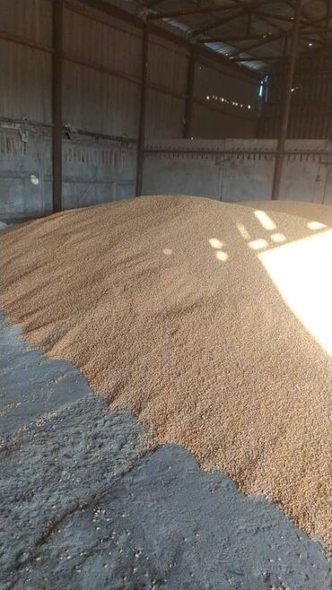 продукты для суши оптом: Пшеница (зерно) насыпью - Крупная партия продовольственного/кормового
