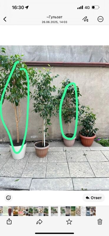 комнатные цветы герань: Продаю