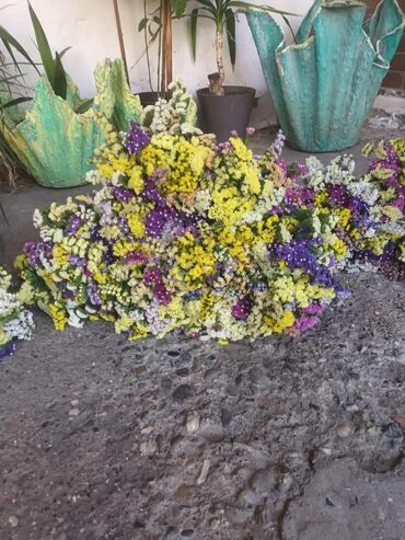 Figure: 🌸 Statica suvo cvece 
Buket za samo 🌸❌ — 4