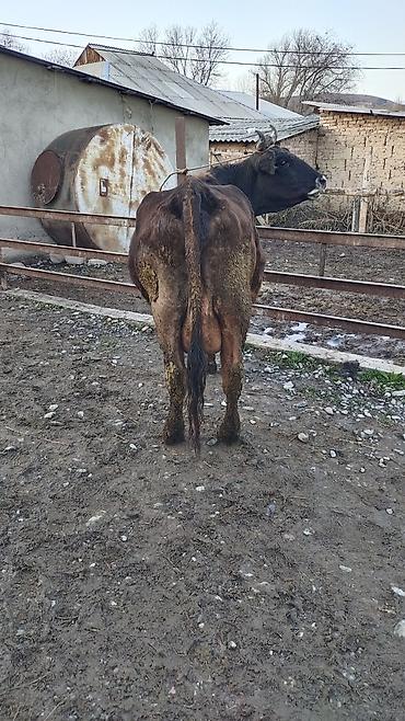 Коровы, быки: Продаю | Корова (самка) | Для разведения | Привязанные — 5