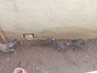 xacmaz heyvan bazari: Digər quşlar