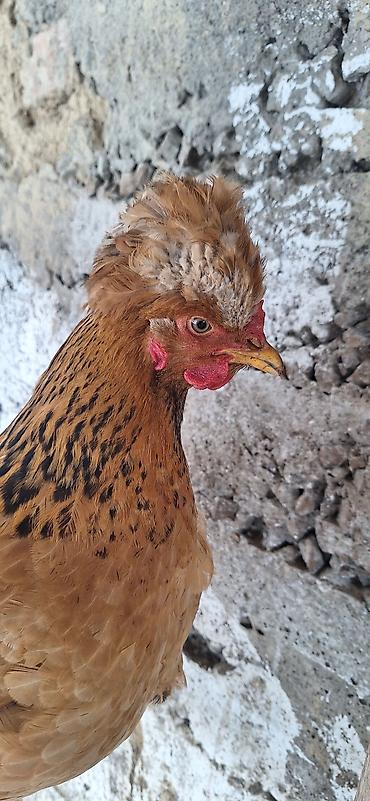 Куры, петухи: Продаю | Куры | Для разведения — 4