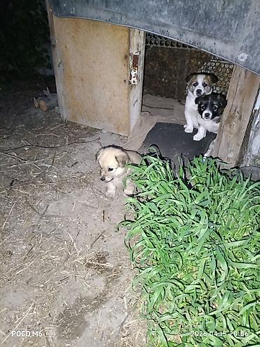 Отдам даром собаку: Щенки -дворняжкиДевочки все 5-недель,звотночки- будут среднего — 1
