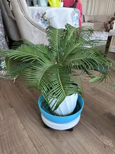 Замиокулькас (Долларовое дерево): Замиокулькас, также известный как долларовое дерево, представлен в — 14