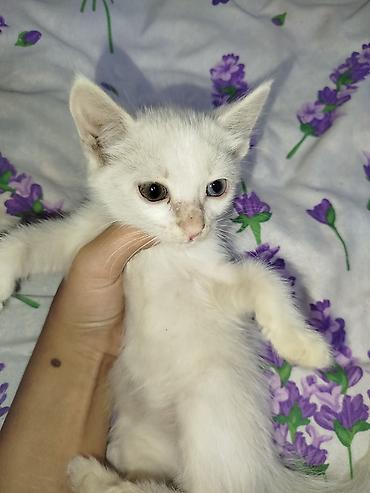белые котята: Отдам в хорошие руки Котята, домашние. На фото: -Белый котёнок с — 4
