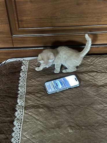 котята свинкс: Мальчик — 3