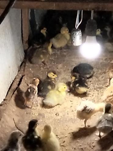 fermer təsərrufatı: Məhsul: Ördək balaları (qarışıq rəngləi . Çox gotrene endirim olunacag — 8