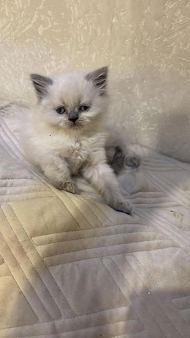 Pişiklər: Yumşaq, uzun tüklü balaca pişik balaları. Şəkillərdə iki balaca — 2