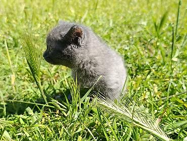 Pişiklər: Rus mavi, Dişi — 6