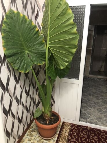 Алоказии: Алоказия — это декоративное растение с крупными, глянцевыми листьями — 4