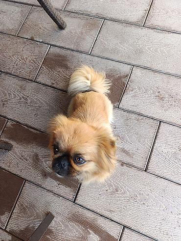 Pekines, 2 il, Peyvəndli