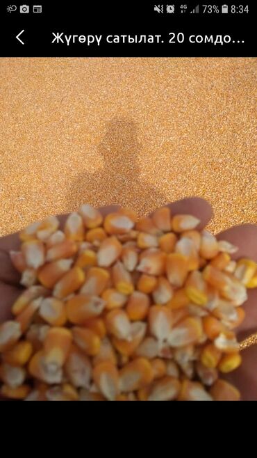 рушенная кукуруза: Продаю рушенная кукурузу сорт пионер сухая есть 35 т прошу цена за кг