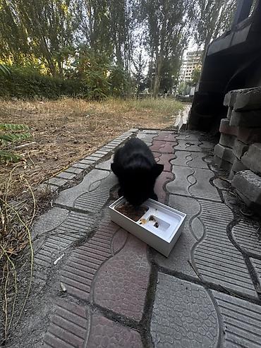 Отдам даром кошку: Кошка даром: Беспородная, 3 месяца, Девочка, Приучена к лотку — 4