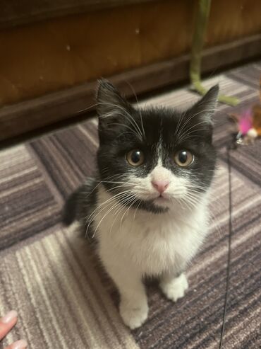 возьму кошку в добрые руки: Котенок ищет дом Выходя из подъезда увидели это чудо,не смогли