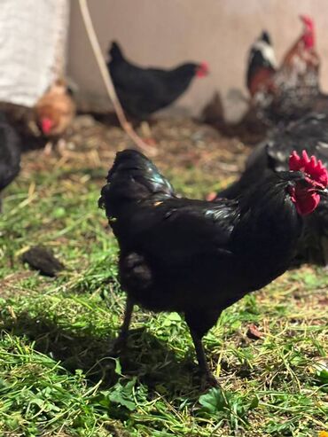 Digər quşlar: Avstralorp xoruzları 40 azn. Kend xoruzları 20 azn 6 aylig Satılır ya — 5