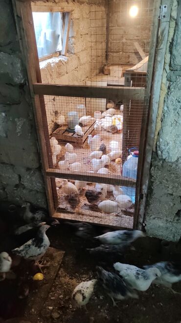 Toyuqlar: Toyuq, Damazlıq, Ünvandan götürmə — 7