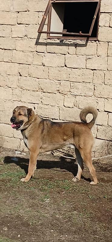 İtlər: Qurdbasar, 1 il, Erkek, Peyvəndli -da lalafo.az — 1 İtlər: Qurdbasar, 1 il, Erkek, Peyvəndli — 1