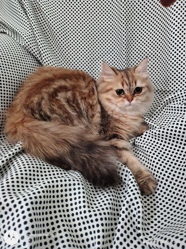 Pişiklər: Britan, Erkək, Yaxşı əllərə, Ünvandan götürmə — 1