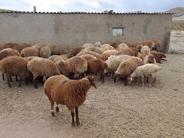 bmw 1 серия 125d at: Ягненок, Самец, месяцев: 6, 25 кг, Для мяса, Самовывоз