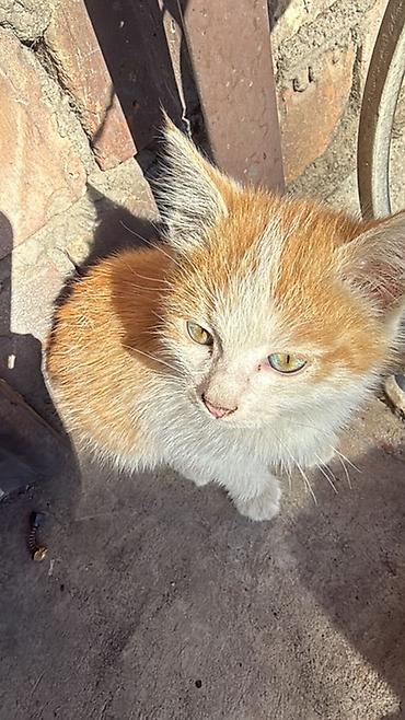 кошка мейн кун: Кошка даром: Беспородная, Мальчик — 1