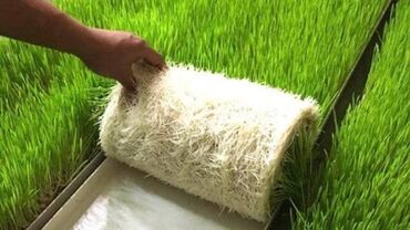 средство для растворения фекалий в дачном туалете: Гидропонные маты с пророщенной зелёной травой (кормовой