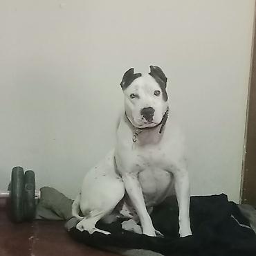 İtlər: Amerikan buldoqu, Erkek, Peyvəndli — 7