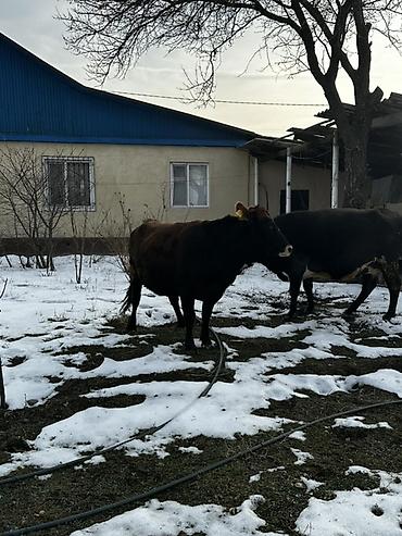 Коровы, быки: Продаю | Корова (самка) | Для молока | Привязанные — 6