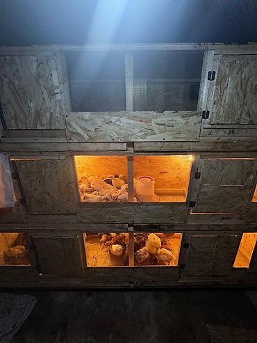 Инкубаторы: Многоярусный брудерный стеллаж для выращивания птицы Цена зависит от — 2