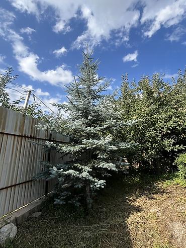 молочай цветок: Ель голубая (Picea pungens, “голубая ель”) для ландшафтного — 1