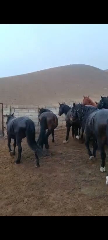 Лошади, кони: Продаю | Кобыла (самка) | Для разведения | Племенные — 7