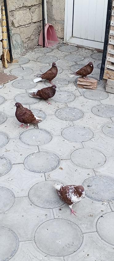 dekorativ goyərcin: Agquyruqlar 5de erkekdi qiymet birine aiddi barterde var baxir — 4