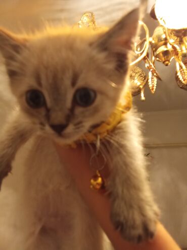 Котята домашние, короткошёрстные и полудлинношёрстные, разных окрасов