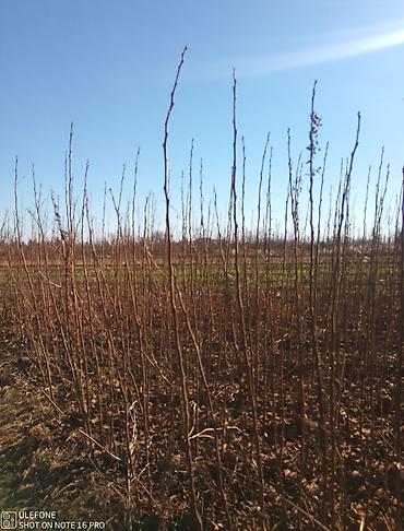 Tinglər: Xurma tingləri satışdadır çatdırılma pulsuzdur siz sifariş verin — 2