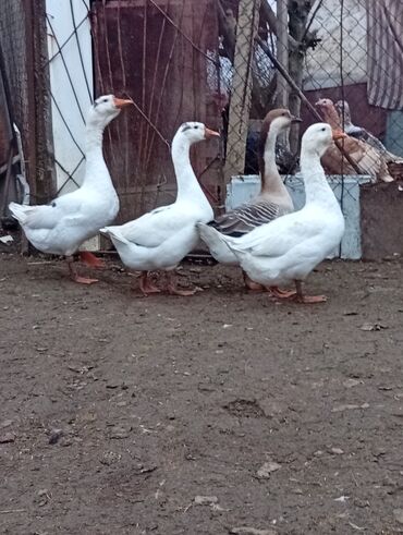 Qazlar: Qazlar satılır – həm ətlik, həm də damazlıq məqsədlər üçün — 4