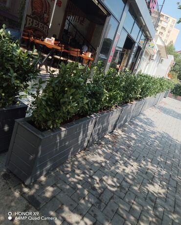 Bitkilər üçün dibçəklər: Restoranlar üçün dibçək qiymətlər fərqlidir Qiymət şərti qiymətdir — 4