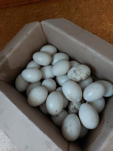yumurta qoyan heyvanlar: Erkək, | Lal ördək, Damazlıq, Ödənişli çatdırılma